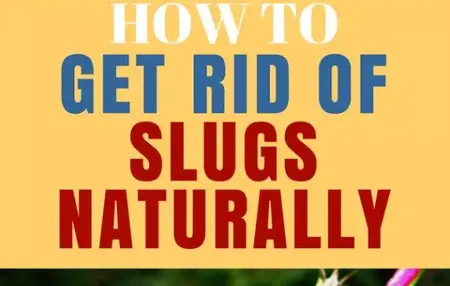 How to Get Rid of Slugs