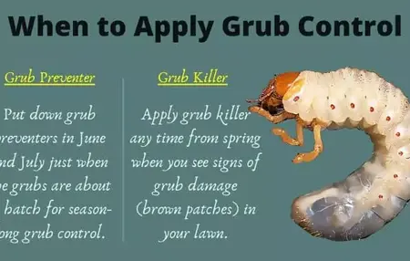 How to Get Rid of Grubs