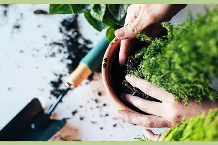 How to Take Care of Your Plants