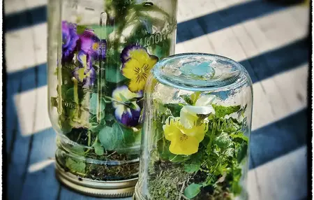 How to Make a Mason Jar Terrarium