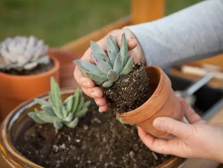 How to Grow a Succulent