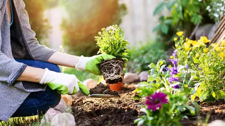 How to Grow a Flower Garden