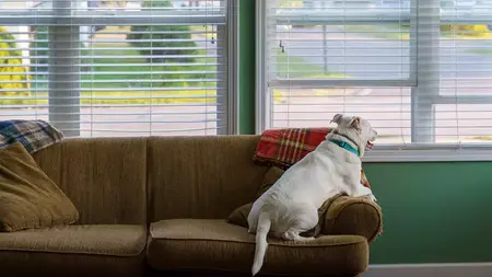 How to Get a Pet-Friendly Apartment