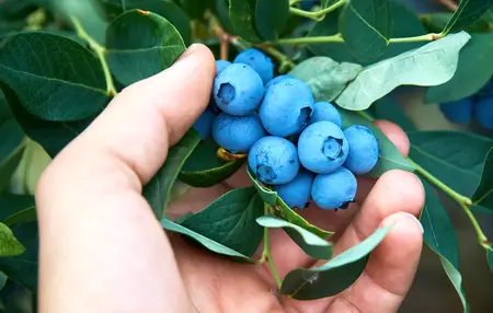 How to Grow Blueberries