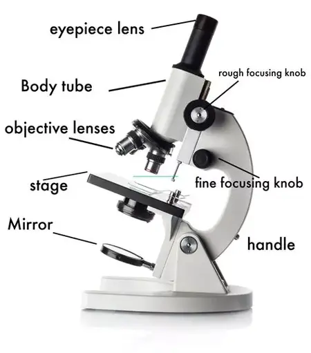 How to Use a Digital Microscope