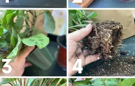 How to Repot a Plant