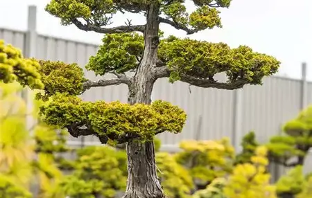How to Grow a Bonsai Tree
