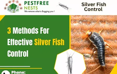 How to Get Rid of Silverfish