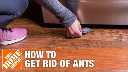 How to Get Rid of Ants