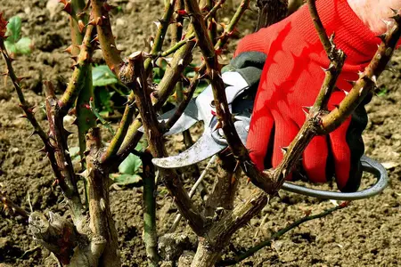 How to Prune Roses