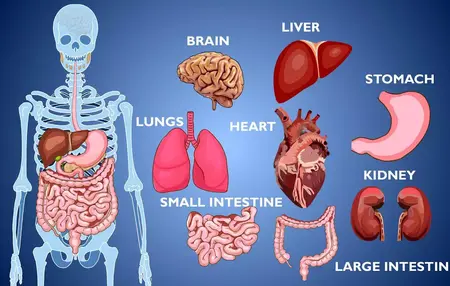 How to Learn to Play the Organ