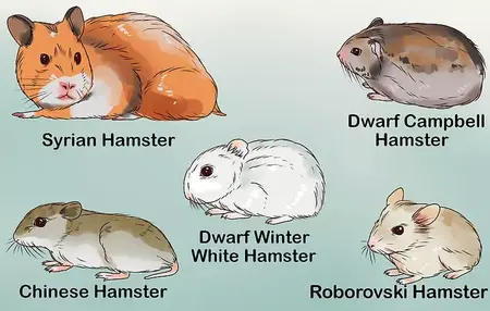 How to Take Care of a Hamster