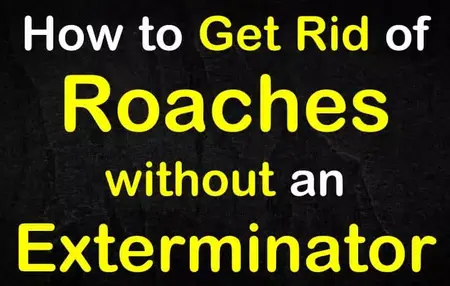 How to Get Rid of Roaches