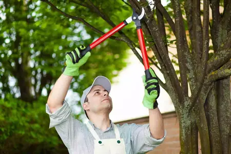 How to Prune a Tree
