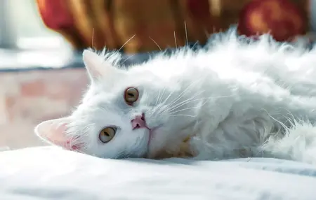 How to Start a Pet Business