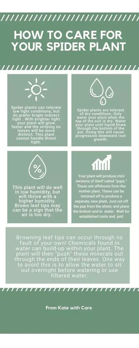 How to Take Care of a Spider