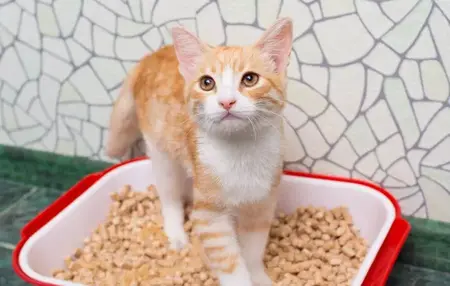 How to Get Your Cat to Use a Litter Box