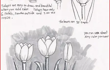 How to Learn to Draw