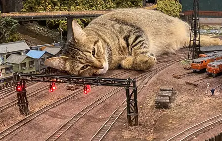 How to Train Your Cat