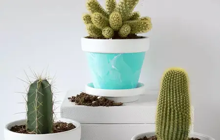 How to Take Care of a Cactus