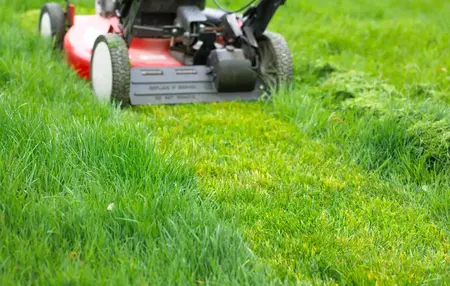 How to Take Care of Your Lawn