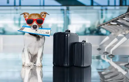 How to Travel with Pets