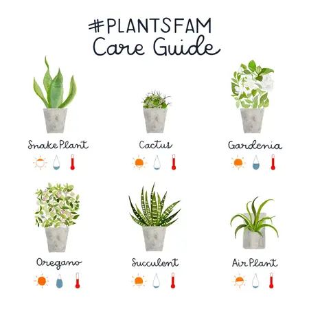 How to Take Care Plant