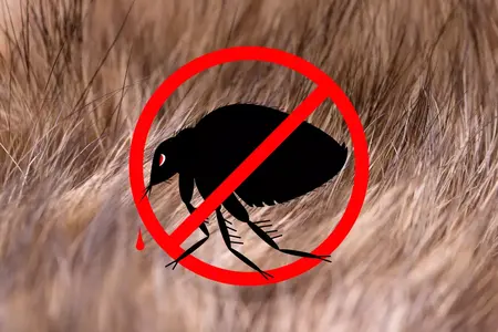 How to Get Rid of Fleas on Your Pet