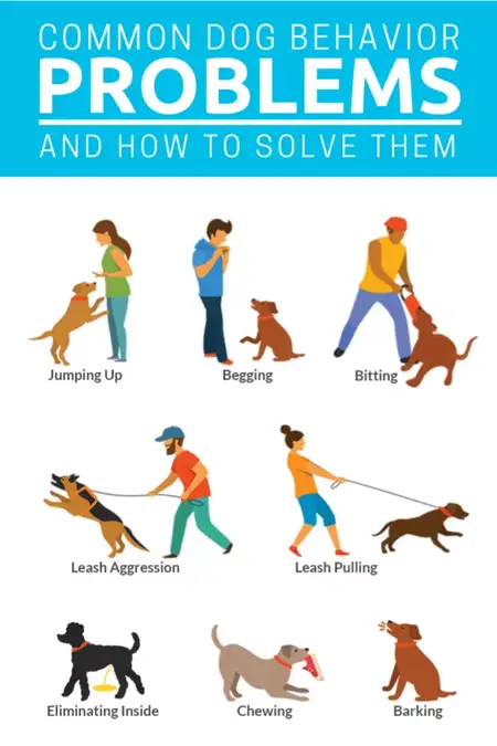 How to Train Your Dog