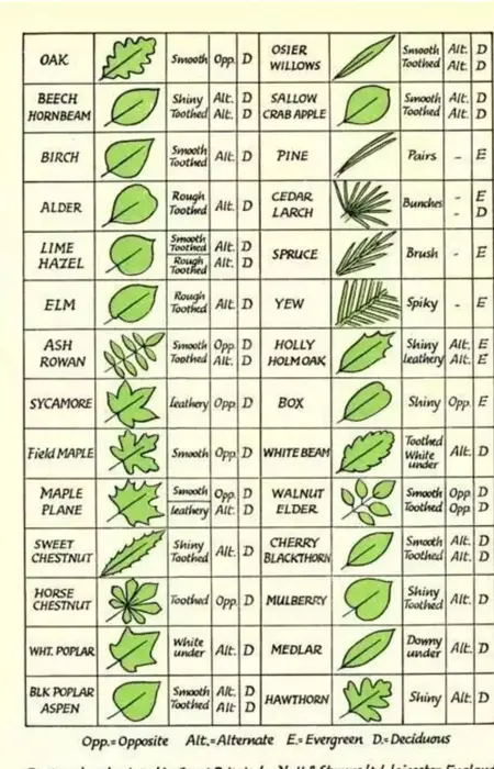 How to Identify Common Trees