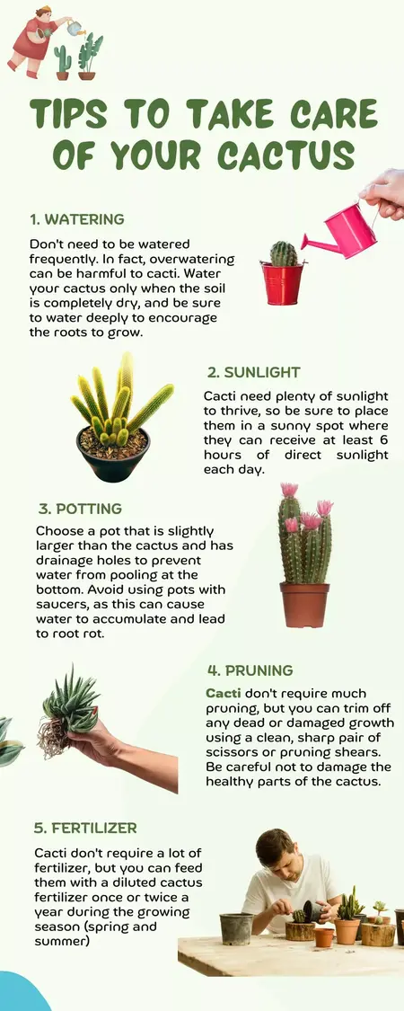 How to Take Care of a Cactus