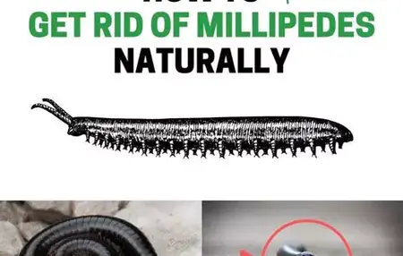 How to Get Rid of Millipedes