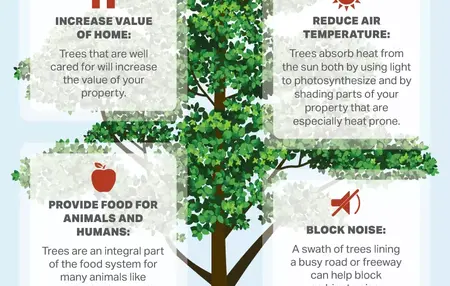 How to Choose the Right Tree for Your Yard
