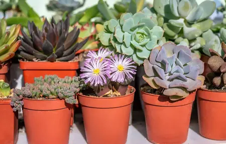 How to Care for a Succulent Plant
