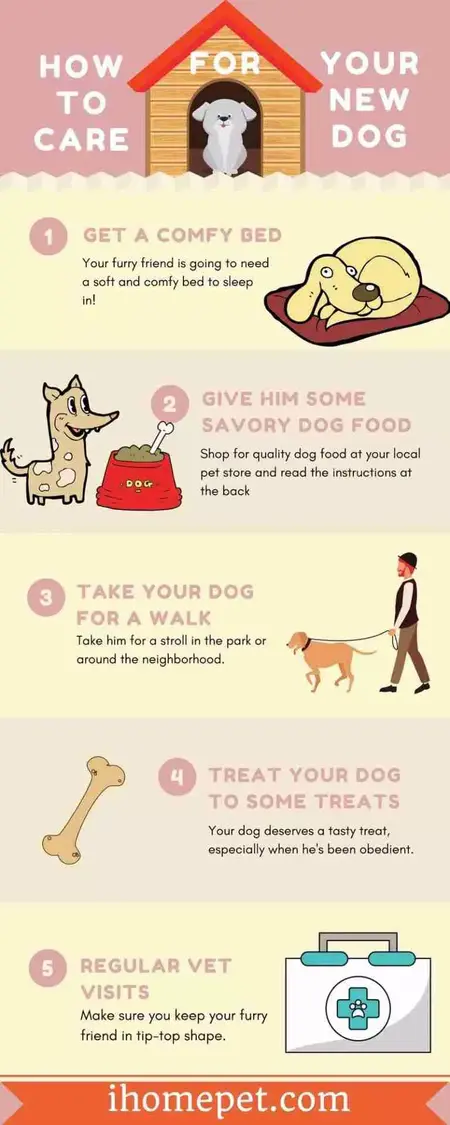 How to Care for Your Dog