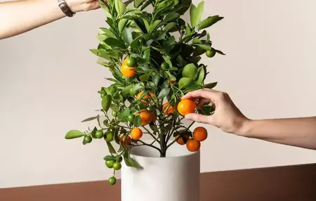 How to Grow Citrus Trees