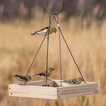 How to Make a DIY Bird Feeder