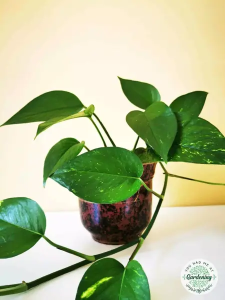 How to Take Care of Your Houseplants