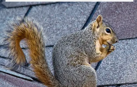 How to Get Rid of Squirrels