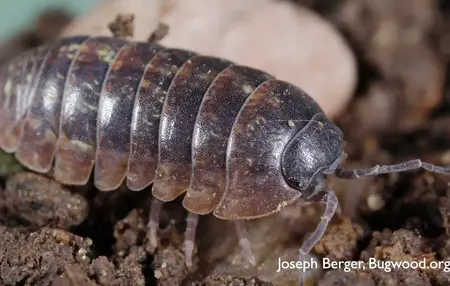How to Get Rid of Pillbugs