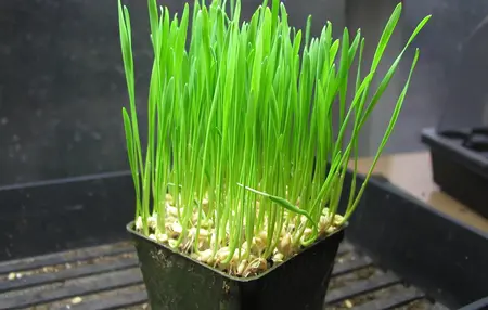 How to Grow a Beautiful Lawn