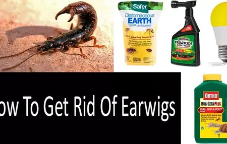 How to Get Rid of Earwigs