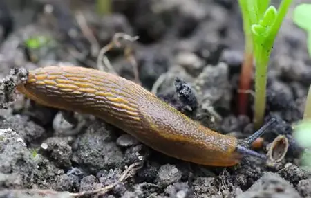 How to Get Rid of a Dead Slug