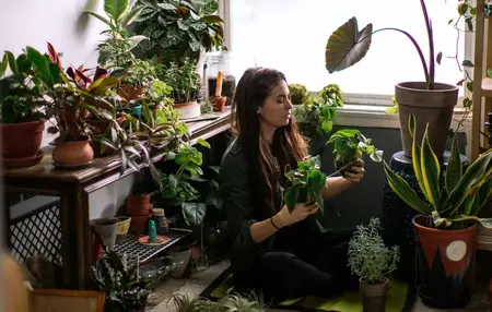 How to Take Care of Houseplants