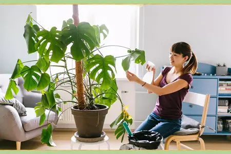 How to Take Care of a Plant