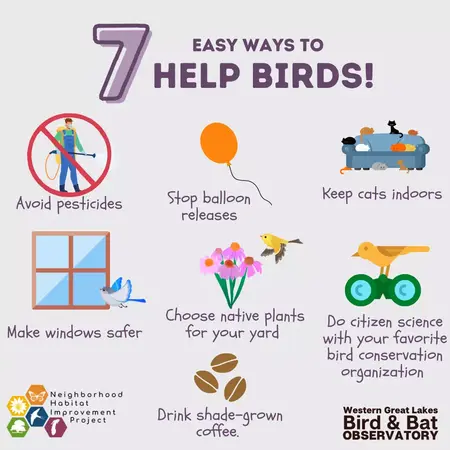 How to Take Care of a Bird