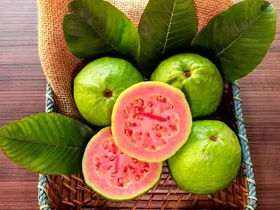 Daun Jambu Biji Manfaat: Atasi Diare, Nyeri Haid & Lainnya!