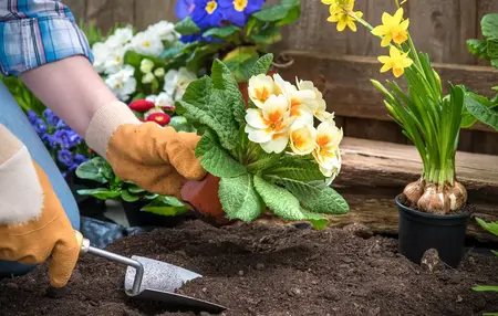 How to Start a Flower Garden