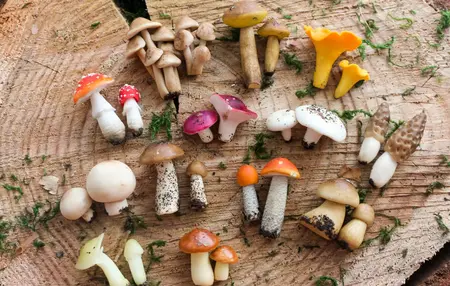 How to Identify Wild Mushrooms: 7 Steps for Safe Foraging (2026)