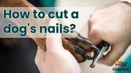 How to Cut your Dogs Nails